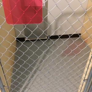 Boothbay Canine, Carole Jordan, dogs, kennel, business