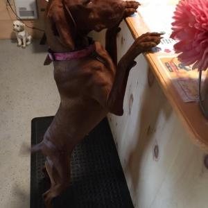 Boothbay Canine, Carole Jordan, dogs, kennel, business