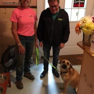 Boothbay Canine, Carole Jordan, dogs, kennel, business