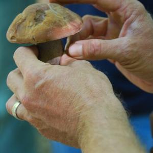 A mushroom. Photo by Noreen Marchand