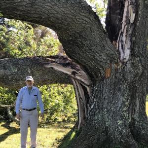 Lou Landry under the fallen red oak. KELLIE BIGOS/Boothbay Register KELLIE BIGOS/Boothbay Register