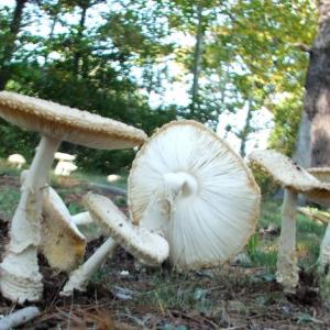 A Fairy Arc. LISA KRISTOFF/Boothbay Register