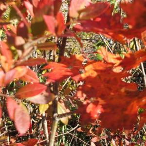 Coastal Maine Botanical Gardens