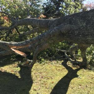KELLIE BIGOS/Boothbay Register