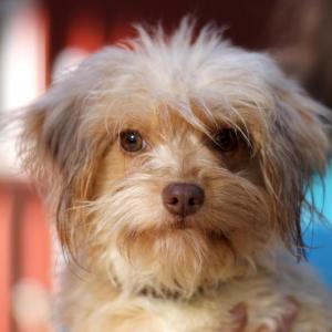 Snow White, one of the dogs seized from a River Road property in August, will go up for adoption on Saturday at Midcoast Humane on Range Road. Courtesy of Midcoast Humane