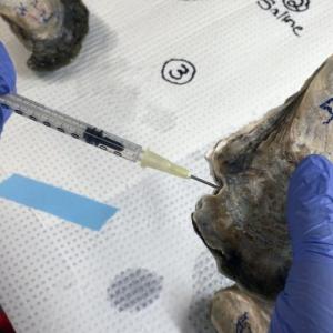 Adrienne Tracy works on an oyster in the Bigelow Laboratory lab. Photo by José Fernández Robledo/Bigelow Laboratory for Ocean Sciences