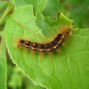 Browntail moth caterpillars can be identified by the two distinctive orange dots at the tail end and white tuffs along the sides. Courtesy of BRLT