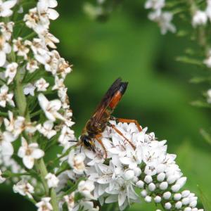 Great Golden Digger, wasp, iNaturalist, Boothbay Register, Jeff Wells