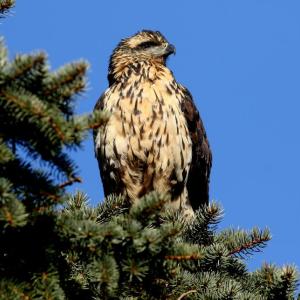 great black hawk, Boothbay Register