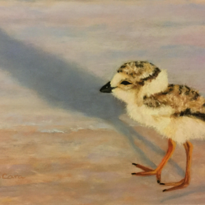 Cheryl DiCara’s adorable pastel,”Plover Shadow,” is part or the show at the Grill March 12- April 30. Courtesy of Kim Traina Cheryl DiCara