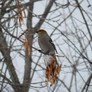 #bird-column, Pine Grosbeak, Boothbay Register