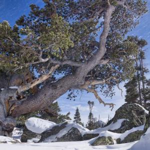 The short film “Treeline” takes an introspective look at humans’ relationship with trees at the Wild & Scenic Film Festival on Tour on March 4. Courtesy of DRA