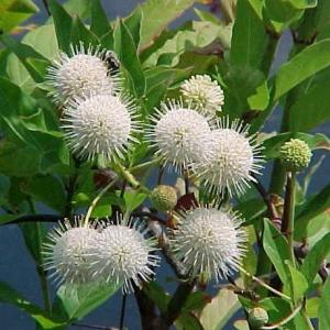 Buttonbush (Cephalanthus occidentalis) is a great shrub for summer pollinators and erosion control in moist spots. Courtesy photo