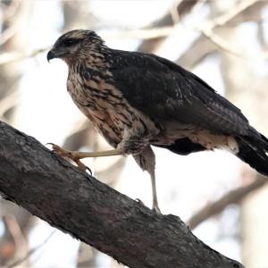 great black hawk, Boothbay Register