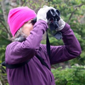 Birding at Curtis Farm Preserve in Harpswell. Curt Chipman photo