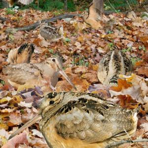 American woodcock, Crossley ID Guide, Richard Crossley
