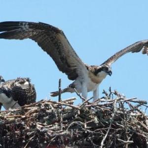Osprey on Southport Bridge two years ago. File photo