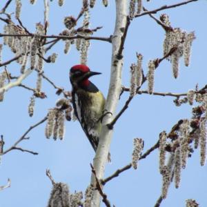 #bird-column, Boothbay Register, Wiscasset Newspaper, Jeff Wells, Yellow-bellied Sapsucker