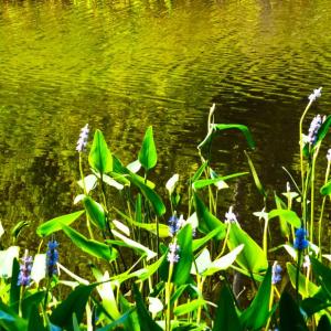 BRLT and BRWD invite the public to come learn about landscaping with native plants at Oak Point Farm April 9. Planting native species protects wildlife and helps maintain local water quality. Courtesy of BRLT