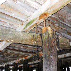 Numerous piles have settled or rotten off with only the vertical drift pins preventing them from falling over. Courtesy of Gartley and Dorsky Engineering