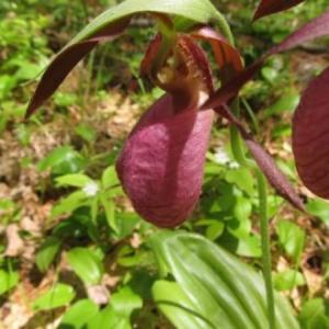 Lady slippers photo by Lynne Flaccus.
