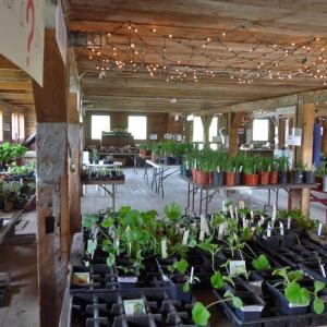 Plants displayed at the Morris Farm Community plant sale. Courtesy photo