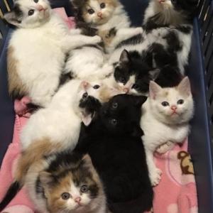 Eight kittens snuggle together in foster mom Jennifer Felkay’s home. They will go up for adoption soon at Midcoast Humane. The kittens came north in a coordinated rescue with a West Virginia shelter, Friends of Barbour County, in Midcoast Humane’s Welcome ME Home program. Courtesy of Jennifer Felkay