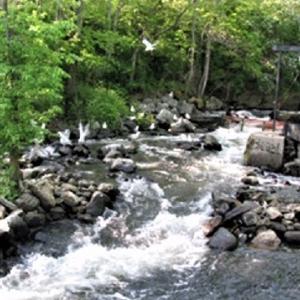 Damariscotta Mills fish ladder. Courtesy photo