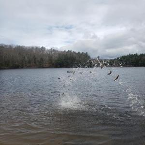 Flying fish! Hatchery-reared brook trout are tossed into Knickerbocker Lake from the shore. Courtesy of Dale Harmon/Boothbay Region Water District.