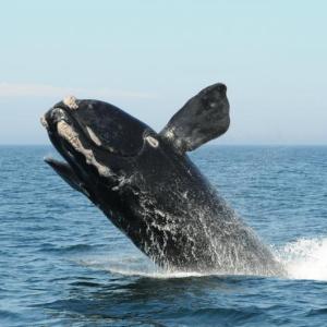 A North Atlantic right whale breaches. New research shows that rapid warming in the Gulf of Maine's depths is changing food availability and increasing risk to these whales – one of the world's most endangered animals. Courtesy of Anderson Cabot Center for Ocean Life, New England Aquarium