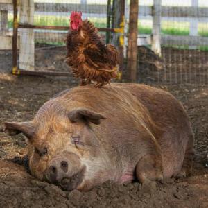 Biggest little farm friends to meet in “The Biggest Little Farm” screening in Damariscotta’s Lincoln Theater this week. Courtesy of the venue