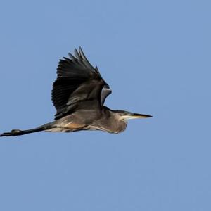 A Great blue heron in flight. Marc Ouellette photo