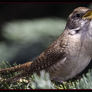 #bird-column, house wren, Boothbay Register