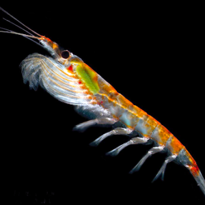An Antarctic krill swims through the water column. New research has found that decisions made by individual krill help to shape the massive schools they form, which can stretch for hundreds of miles. David Fields photo