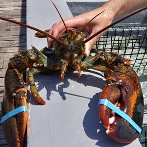Ten of these Boothbay Harbor residents will be won by a lucky raffle winner through the Community Center on July 1. JANE CARPENTER/Boothbay Register