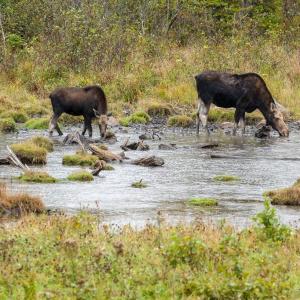 “Moose and Calf Grazing,” is an 11” x 14" photograph by Ralph Staples. See this, and others, in his show running through July. Courtesy of Hilary Bartett