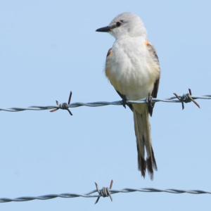 Scissor-tailed flycatcher, Boothbay Register