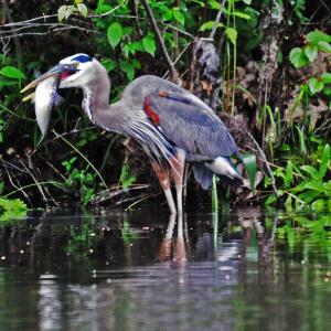 A great blue heron catches an alewife at the Nequasset Fish ladder in Woolwich. Howard Cederlund photo
