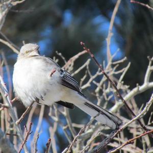 Northern Mockingbird, Boothbay Register, Jeff Wells