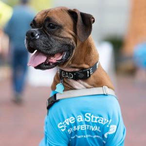 A canine participant of Midcoast Humane’s 2018 Save a Stray 5K models a commemorative T-shirt. The 2019 event on Aug. 24 will be the shelter’s 14th annual event which supports the shelter’s 3,500 annual residents. Learn more and sign up for the 5K run or one-mile walk at saveastray5k.org. Michele Stapleton photo