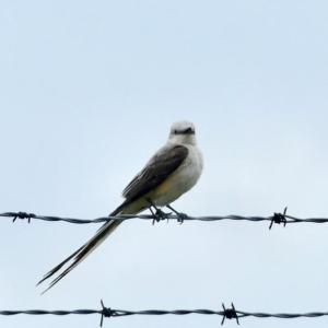 Scissor-tailed flycatcher, Boothbay Register