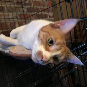 Buffy. KELLIE BIGOS/Boothbay Register