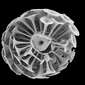 Tiny algae called coccolithophores, such as this Discosphaera tubifera, play a major role in the global carbon cycle. New research shows that coccolithophores are mysteriously scarce in one of the most fertile and productive regions of the Atlantic Ocean. Courtesy of William Balch and Colin Fisher/Bigelow Laboratory for Ocean Sciences