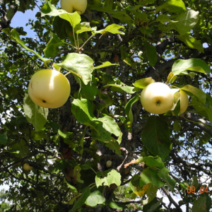 Enjoy the Boothbay Region Land Trust’s third annual Apple Festival at Oak Point Farm. Courtesy of BRLT