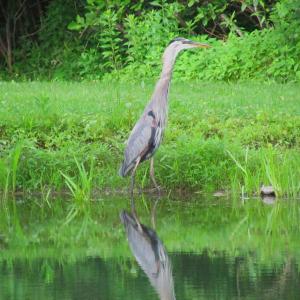 #bird-column, #boothbay-register, #Jeff-Wells, #birds, #Maine