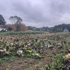 The pumpkin patch at SeaLyon Farm. Courtesy photo