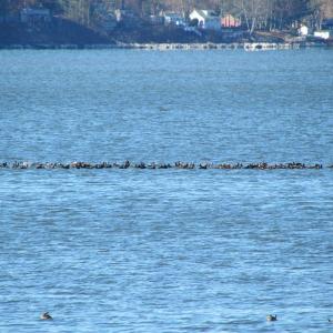 #bird-column, #boothbay-register, #birds, #Maine