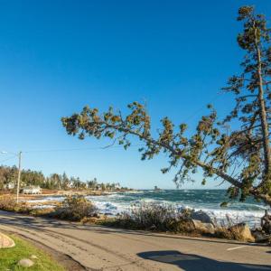 Down to one. The Ocean Point landmark known as “Three Trees,” is now down to one. In October of 2017, one of the trees was blown over and last week, this second tree was blown over during the storm. Mike Leonard photo