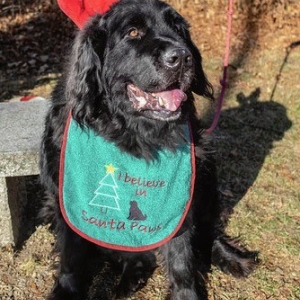  Fritz-the-Reindeer-Dog 