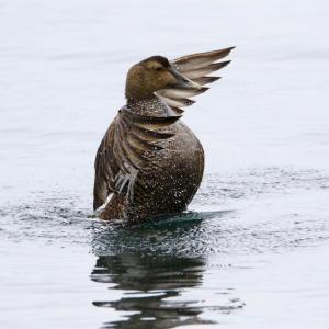 A female eider. Carla Skinder photo